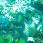 Bacolod: Sagay Tour with Transfers - What to Expect from the Tour