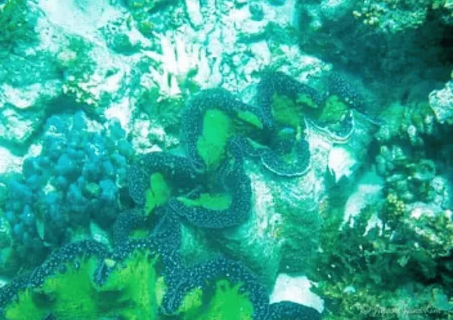 Bacolod: Sagay Tour with Transfers - What to Expect from the Tour