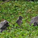 Bako National Park : Nature & Wildlife - Transportation & Group Size