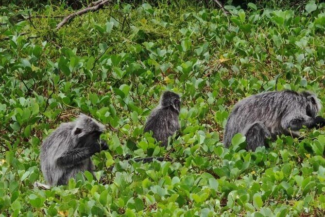 Bako National Park : Nature & Wildlife - Transportation & Group Size