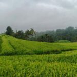 Bali: Batukaru Temple, Waterfall, and Rice Terrace Tour - Practical Details and Tips for the Tour