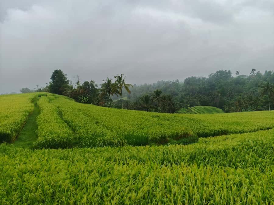 Bali: Batukaru Temple, Waterfall, and Rice Terrace Tour - Practical Details and Tips for the Tour