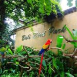 Bali Bird Park Admission Pass - Practical Tips for Visiting Bali Bird Park