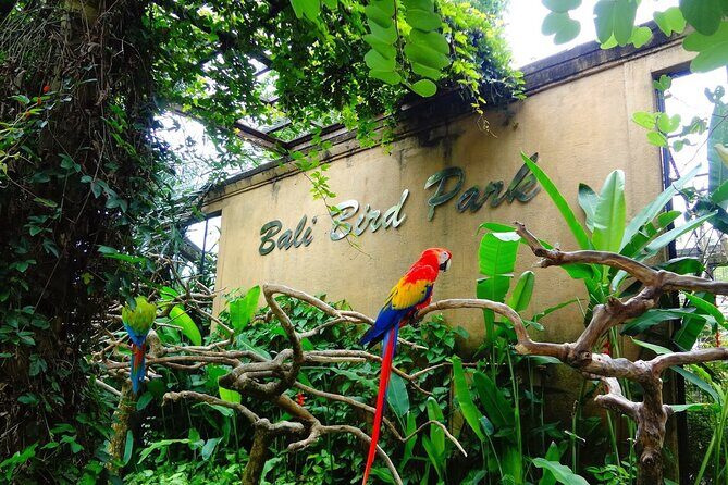 Bali Bird Park Admission Pass - Practical Tips for Visiting Bali Bird Park