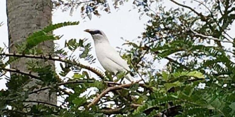 Bali: Bird Village, Batukaru Temple & Rice Terraces Tour - Detailed Breakdown of the Itinerary