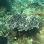 Bali: Blue Lagoon Snorkeling With GoPro Capture & Transfers - The Practical Side: Transportation, Duration, and Cost