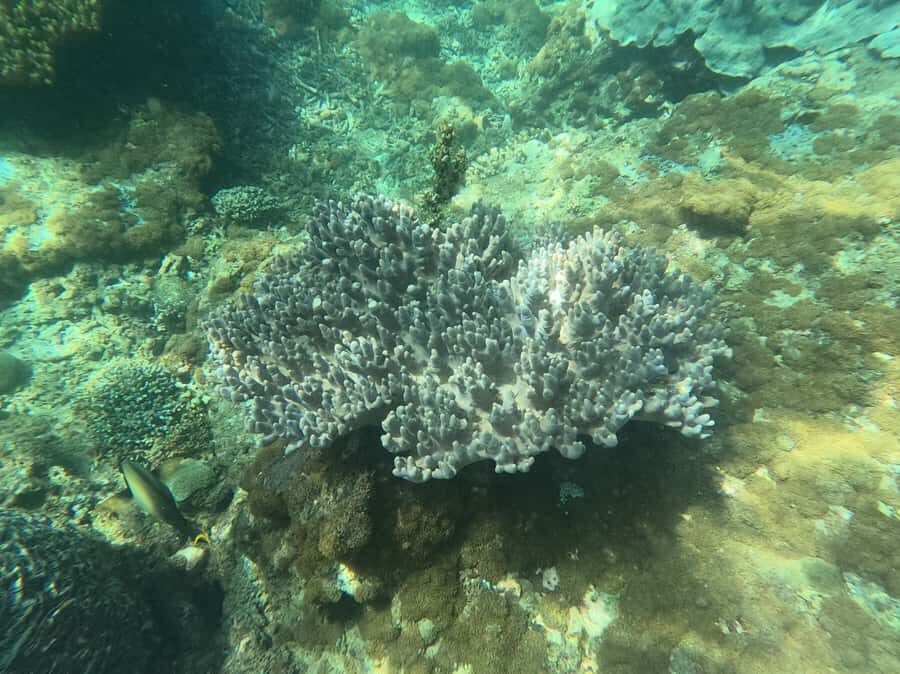 Bali: Blue Lagoon Snorkeling With GoPro Capture & Transfers - The Practical Side: Transportation, Duration, and Cost