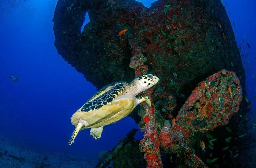 Bali Day Trip: Try Diving at Liberty Shipwreck & Kayak Trip - Transportation & Group Size