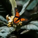 Bali Discovery: Waterfalls, Butterfly Park & Village Life - The Enchanting Bali Butterfly Park