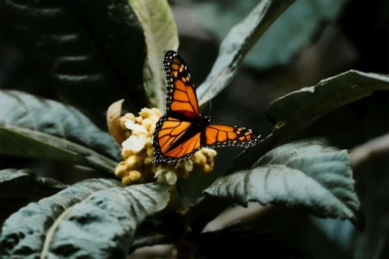 Bali Discovery: Waterfalls, Butterfly Park & Village Life - The Enchanting Bali Butterfly Park