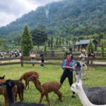 Bali: Farm House Pancasari & Strawberry Picking Tour - Key Points