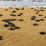 Bali: Glass Bottom Boat & Turtle Conservation Tour - Who Will Love This Tour?