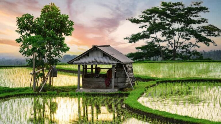 Bali: Jatiluwih Rice Terraces Sunrise guided Walking Tour - What to Know Before You Go