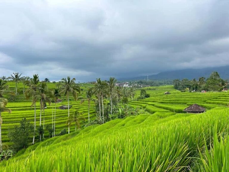 Bali: Jatiluwih Rice Terraces Walking Tour And Tanah Lot - The Itinerary Breakdown
