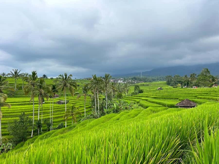 Bali: Jatiluwih Rice Terraces Walking Tour And Tanah Lot - The Itinerary Breakdown