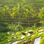 Bali: Kintamani Volcano, Monkey Forest & Rice Terrace Tour - Discovering Bali’s Cultural and Natural Highlights