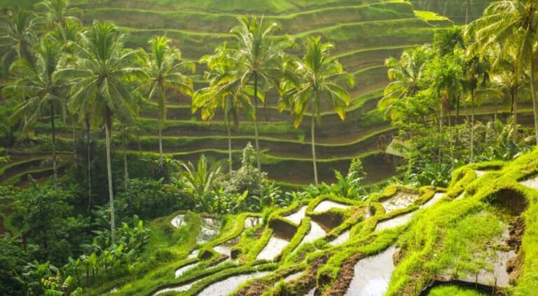 Bali: Kintamani Volcano, Monkey Forest & Rice Terrace Tour - Discovering Bali’s Cultural and Natural Highlights