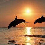 Bali: Lovina Dolphin And Snorkeling With Waterfalls Tours - The Experience in Detail