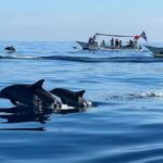 Bali/Lovina: Private or Shared Sunrise Dolphin Snorkel Tour - Exploring the Tour Experience