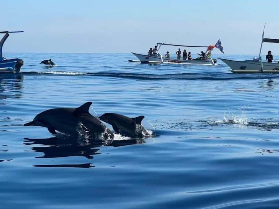 Bali/Lovina: Private or Shared Sunrise Dolphin Snorkel Tour - Exploring the Tour Experience