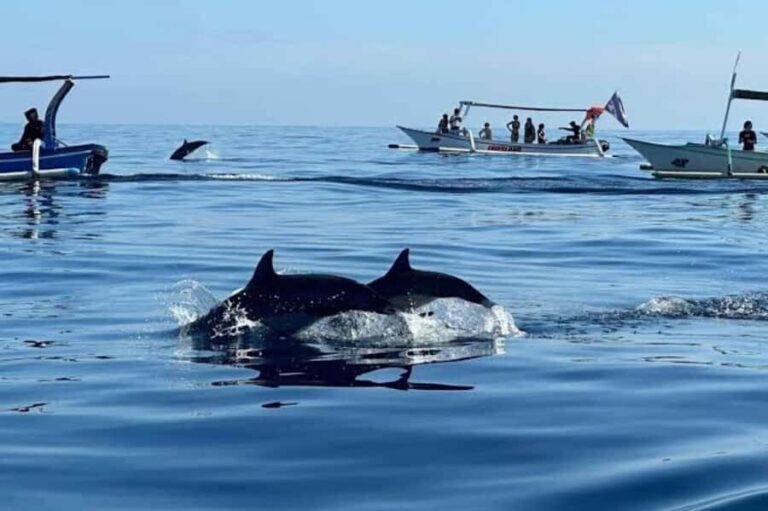 Bali: Lovina Swimming With Dolphine & Snorkeling Tour - What Makes This Tour Stand Out?