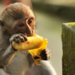 Bali: Monkey Forest, Taman Ayun, Tanah Lot Temple Tour - Practical Considerations