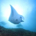 Bali/Nusa Penida: 3 Fun Dives to Manta Point, Mola & Reef - Why This Tour Is a Great Choice