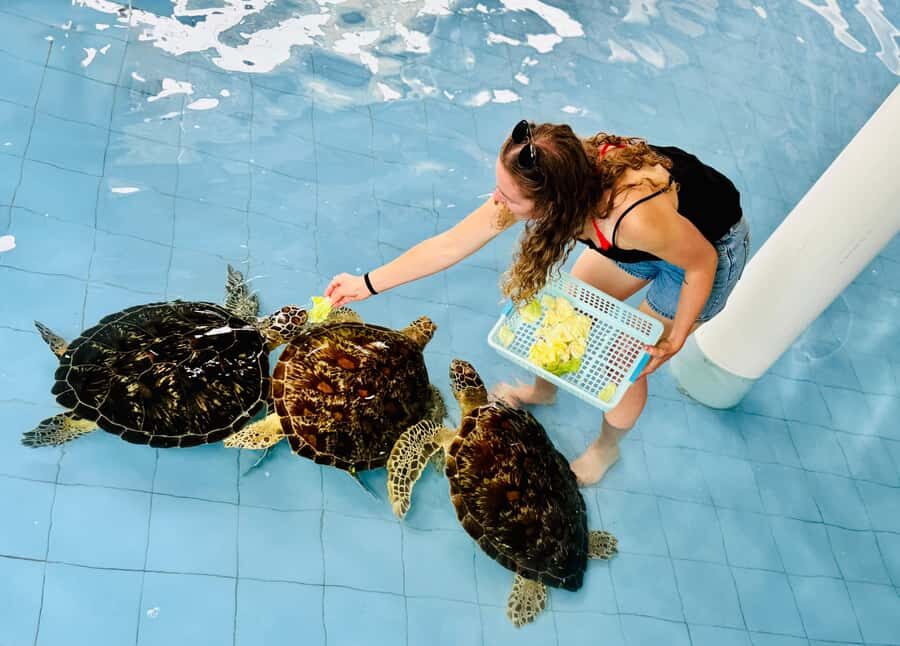 Bali: Nusa Penida: Turtle Conservation, Massive Cave Temple - Turtle Conservation: A Heartwarming Encounter