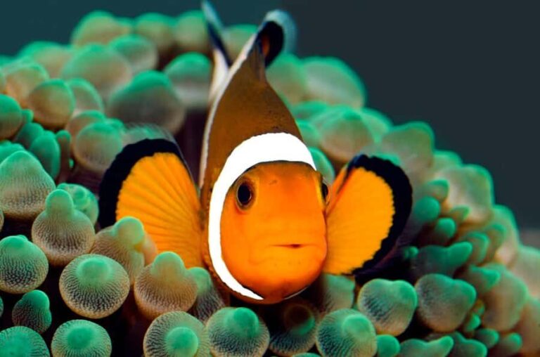 BALI: PADANG BAI DIVE TRIP WITH HOTEL TRANSFERS & LUNCH - Analyzing the Value and Practical Aspects