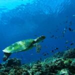 Bali: Padangbai Blue Lagoon Scuba Diving Private Tour - What Makes This Tour Stand Out?
