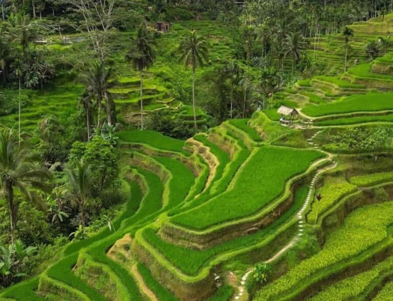 Bali: Penglipuran Village, Rice Terrace & Waterfall Tour - Exploring the Heart of Bali: What You Can Expect