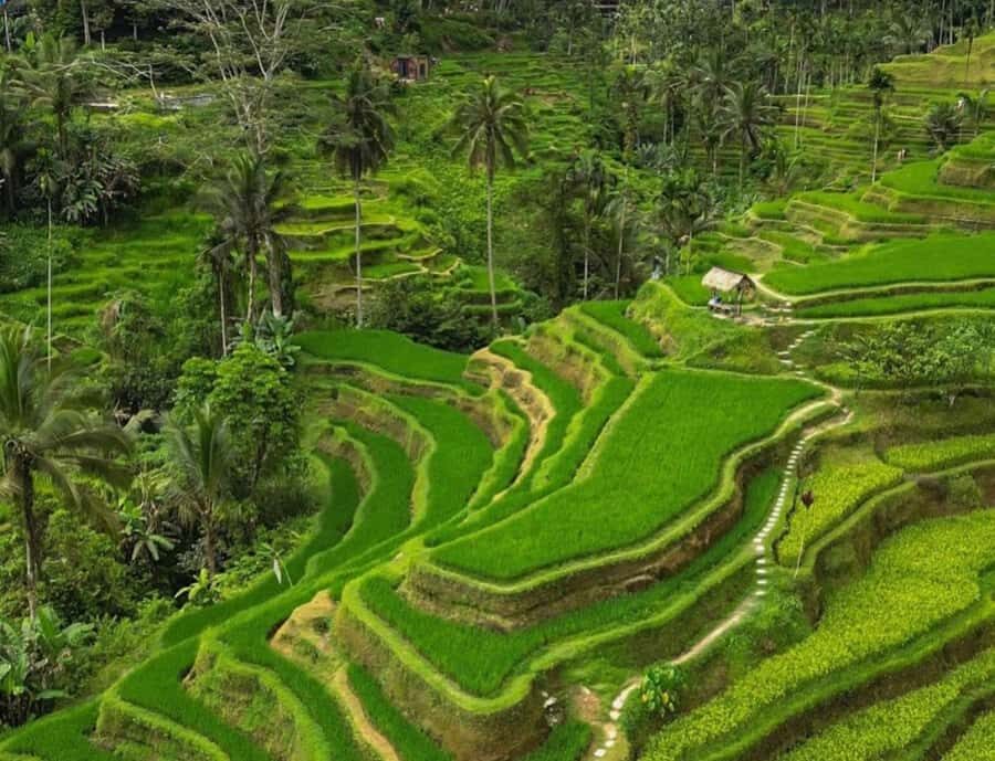 Bali: Penglipuran Village, Rice Terrace & Waterfall Tour - Exploring the Heart of Bali: What You Can Expect