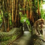 Bali Private Car Charter with English Speaking Driver - A Deep Dive into the Experience