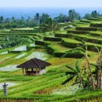 Bali: Private Sangeh Monkey Forest, Temple & Waterfall Tour - The Full Itinerary Breakdown