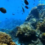 Bali: Private Snorkeling Trip to Blue Lagoon & Tanjung Jepun - Why This Tour Works
