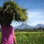 Bali: Rice Field Trip and Balinese Women Culture - An In-Depth Look at What to Expect