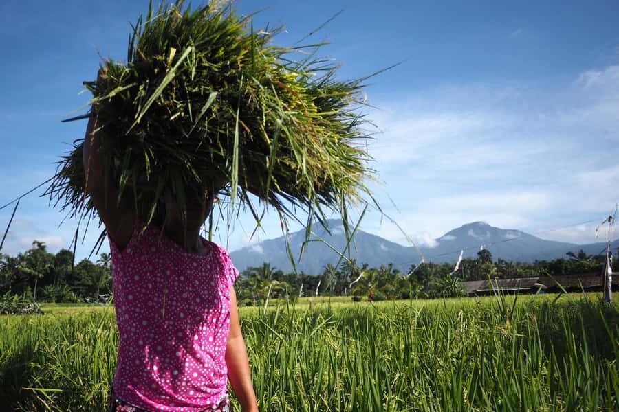 Bali: Rice Field Trip and Balinese Women Culture - An In-Depth Look at What to Expect