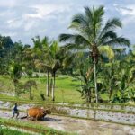 Bali: Rice Terrace Trekking & Jungle River Tubing Adventure - Exploring Bali’s Iconic Rice Terraces