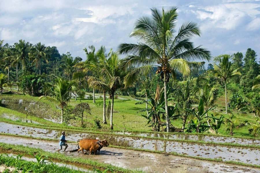 Bali: Rice Terrace Trekking & Jungle River Tubing Adventure - Exploring Bali’s Iconic Rice Terraces