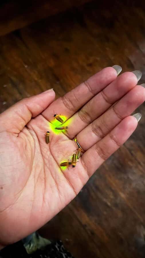 Bali: Rice Terraces, Coffee Tasting & Dinner by Fireflies - An In-Depth Look at the Experience