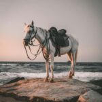 Bali: Saba Beach Premium Horseback Riding Experience - The Experience: What to Expect