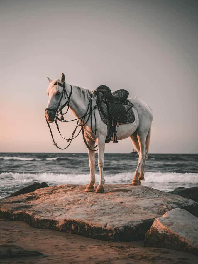 Bali: Saba Beach Premium Horseback Riding Experience - The Experience: What to Expect