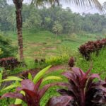Bali: Sacred Monkey Forest, Rice Terraces & Ritual Tour - In-Depth Breakdown of Each Stop