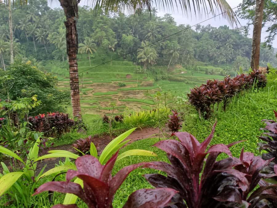 Bali: Sacred Monkey Forest, Rice Terraces & Ritual Tour - In-Depth Breakdown of Each Stop