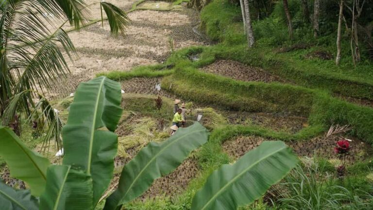 Bali: Sacred Water Temple Ritual and Balinese Healing Spa - Exploring the Water Temple: Pura Gunung Kawi Sebatu