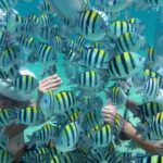 Bali Sea Walker Water Sport Nusadua - Exploring Bali Sea Walker Water Sport in Tanjung Benoa