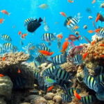 Bali Snorkeling at Blue Lagoon with Private Transfer - Practical Details: What You Need to Know