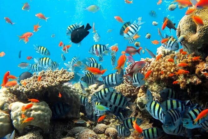 Bali Snorkeling at Blue Lagoon with Private Transfer - Practical Details: What You Need to Know