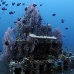 Bali Snorkeling Tour at Amed - Detailed Breakdown of the Itinerary