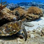 Bali: Snorkeling Trip to Blue Lagoon with Private Pickup Car - Detailed Review of the Experience